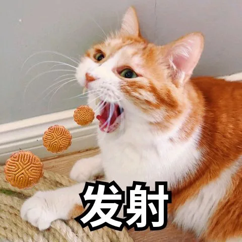 猫咪发射月饼（猫咪发射月饼）