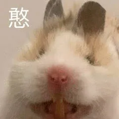 小仓鼠表情包_仓鼠表情包