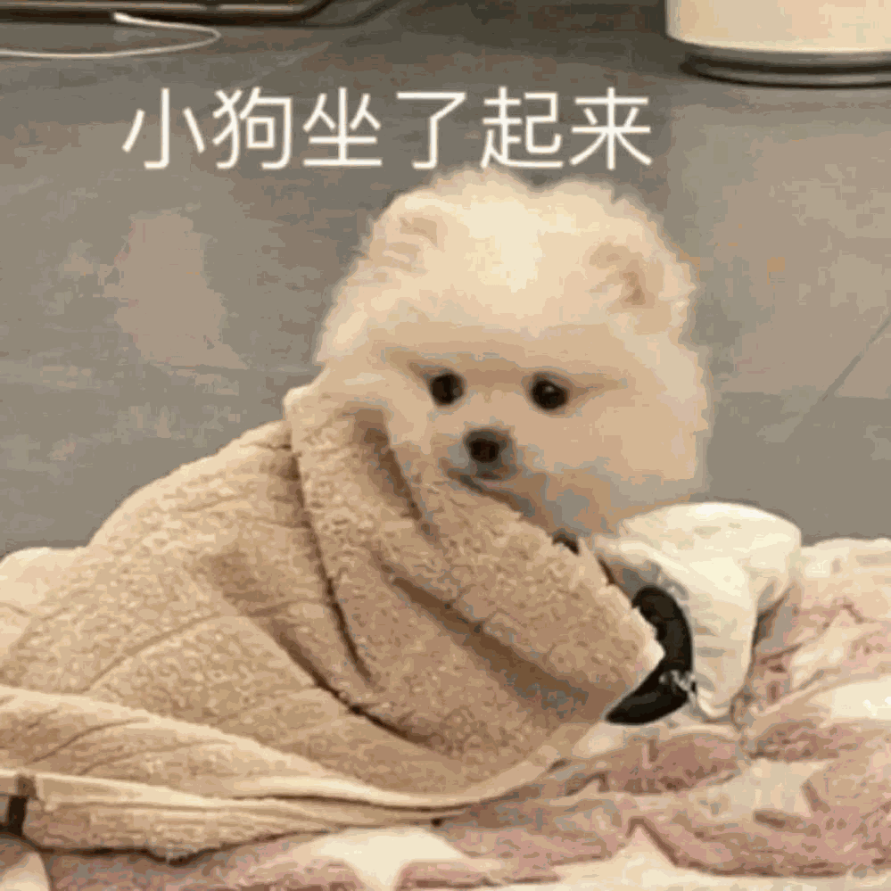 小狗坐了起来（小狗坐了起来）