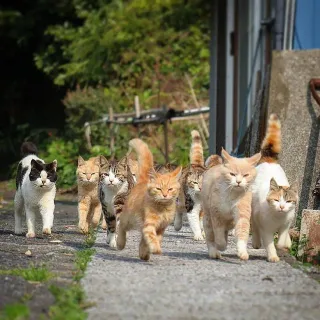 霸气测漏的群猫表情包_喵星人_猫咪表情包