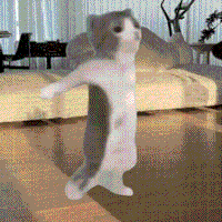 猫猫 GIF 表情包（猫猫 GIF 表情包）