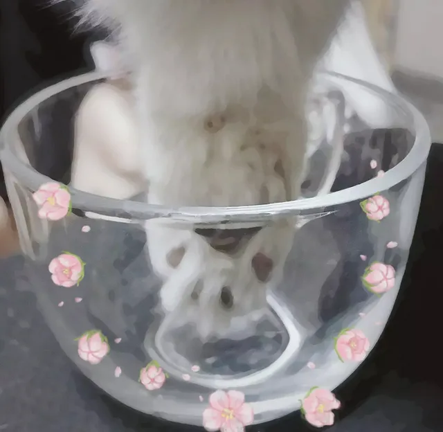猫爪+玻璃杯=星巴克网红猫爪杯