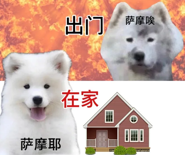 出门萨摩唉在家萨摩耶（出门萨摩唉在家萨摩耶）