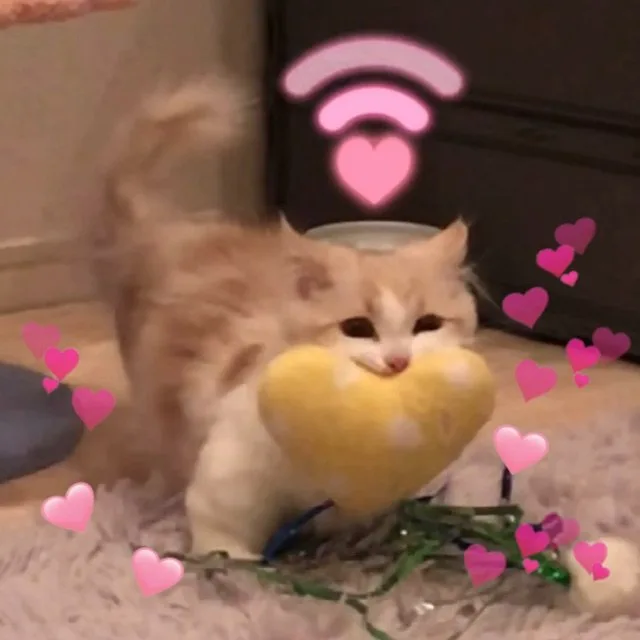 爱心猫猫表情包（爱心猫猫表情包）