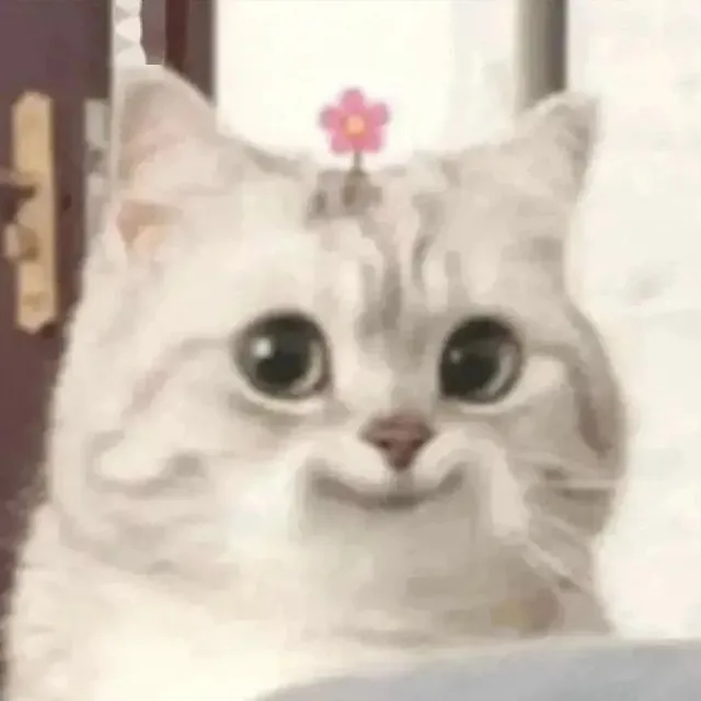 可爱微笑小猫表情包_猫咪