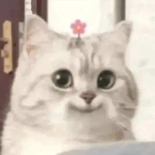 可爱微笑小猫表情包_猫咪表情包