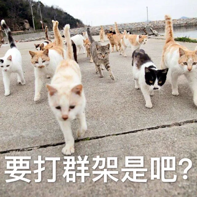 要打群架是吧？