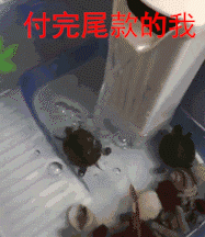 付完尾款的我（乌龟）