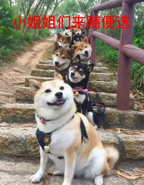 小姐姐们来随便选