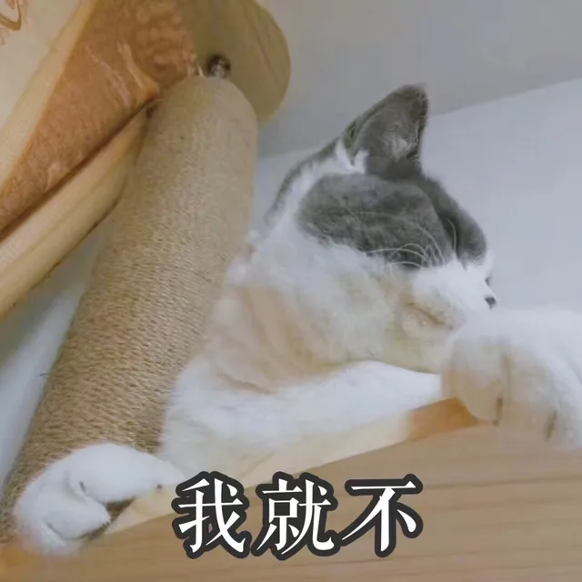 一波猫咪表情，吸猫之旅开启_猫咪