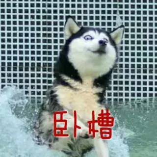 卧槽