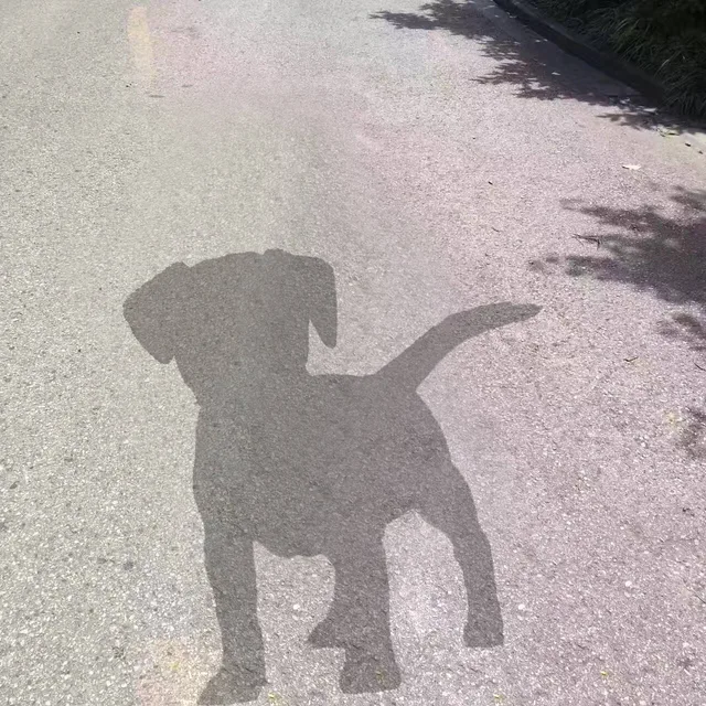 阳光下的你 狗