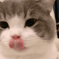 猫猫动图表情包 prpr（猫猫动图表情包 prpr）