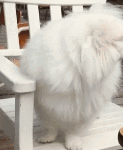 可爱狗狗微笑 GIF