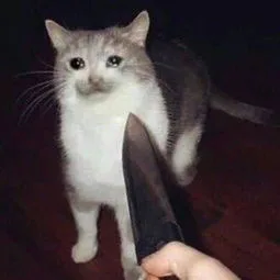 流泪猫猫头