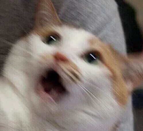 (惊慌失措的猫咪)