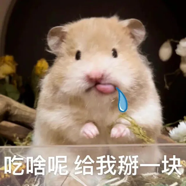 鼠鼠表情包来啦表情包