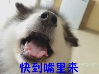 汪星人搞笑表情_汪星人
