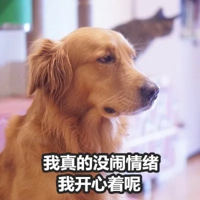 我真的没闹情绪我开心着呢（我真的没闹情绪我开心着呢）