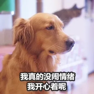 我真的没闹情绪我开心着呢