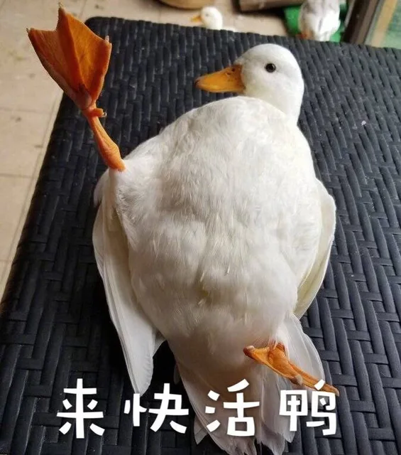 来快决活鸭（来快决活鸭）