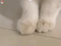 跺脚（猫咪表情包）