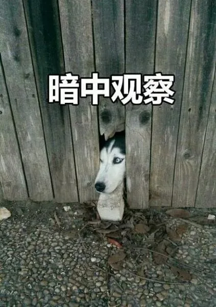 暗中观察