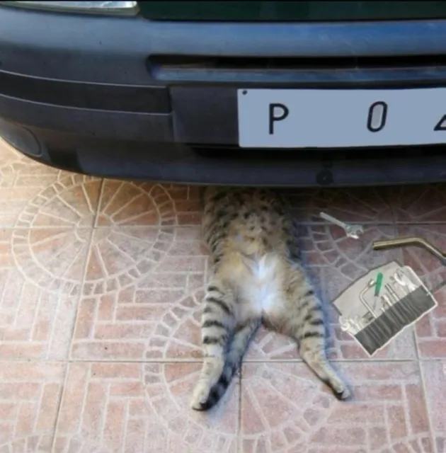 猫咪钻车底修理车（猫咪钻车底修理车）