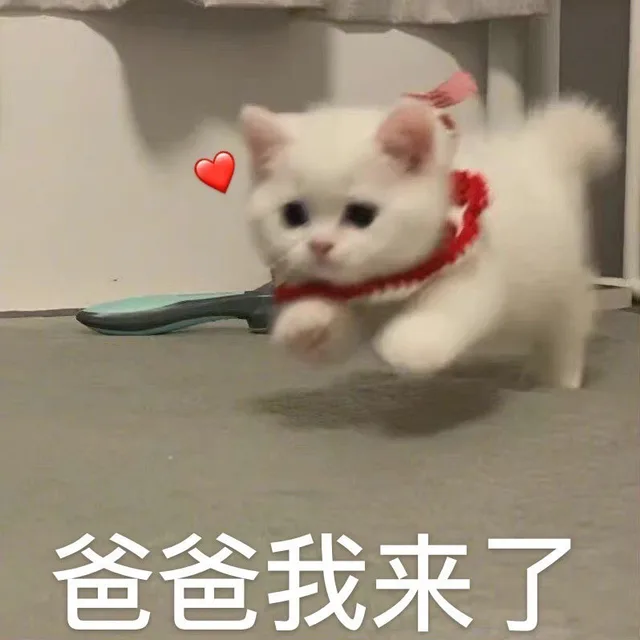 爸爸我来了（爸爸我来了）