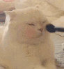 给猫咪化妆