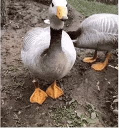 鸭鸭跺脚期待 GIF 动图表情包（鸭鸭跺脚期待 GIF 动图表情包）