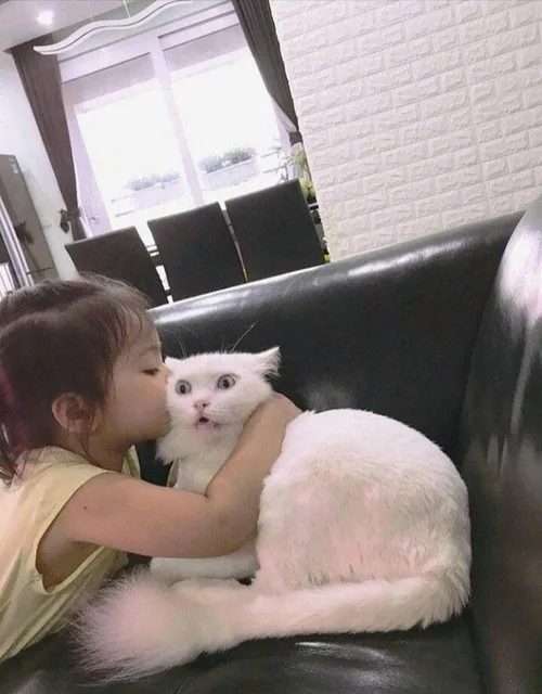 紧张的猫咪