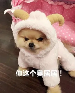 你这个臭居居！