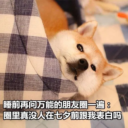 单身狗七夕专属表情包_七夕_单身狗_汪星人表情包