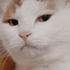 猫猫动图表情包（猫猫动图表情包）