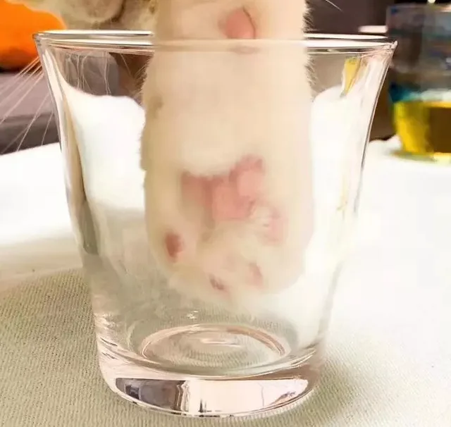 猫爪+玻璃杯=星巴克网红猫爪杯（猫爪+玻璃杯=星巴克网红猫爪杯）