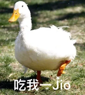 吃我-Jo