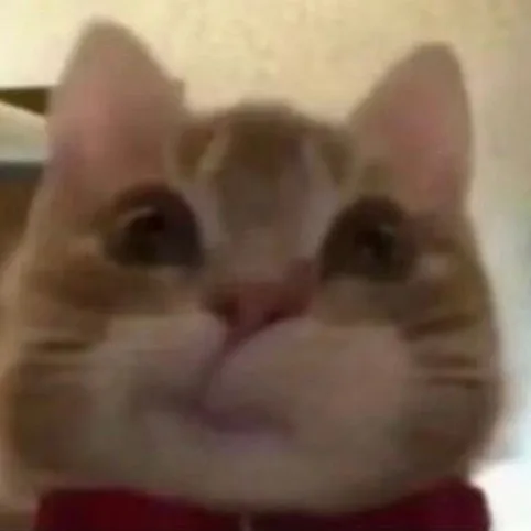歪嘴猫猫表情包（歪嘴猫猫表情包）