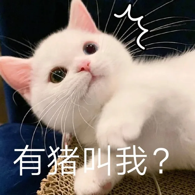 有猪叫我?（有猪叫我?）