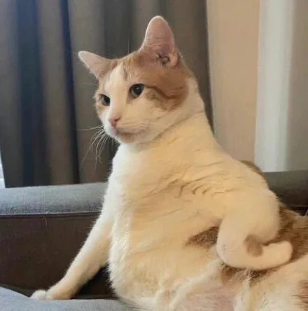 猫猫表情包（猫猫表情包）