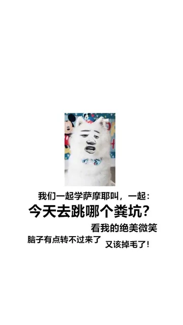 我们一起学萨摩耶叫,一起:今天去跳哪个粪坑?看我的绝美微笑脑子有点转不过来了又该掉毛了!（我们一起学萨摩耶叫,一起:今天去跳哪个粪坑?看我的绝美微笑脑子有点转不过来了又该掉毛了!）