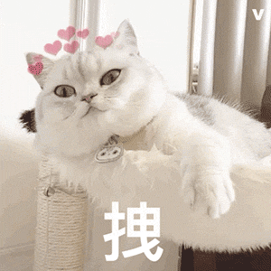 拽猫猫（拽猫猫）