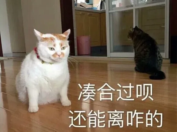 凑合过呗还能离咋的（凑合过呗还能离咋的）