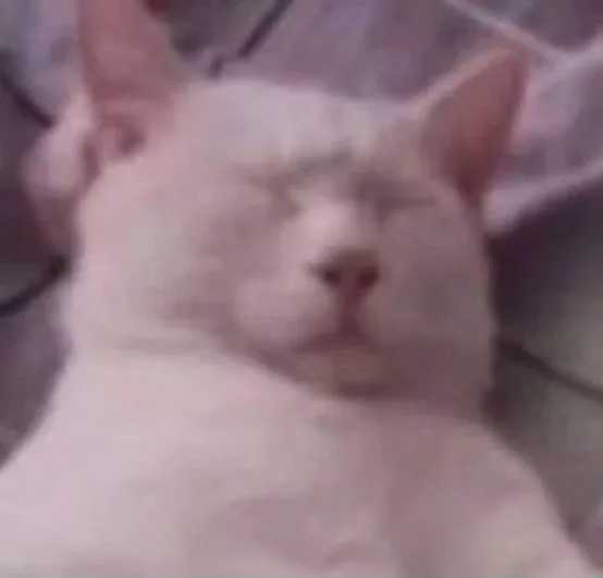 猫猫头表情包