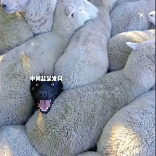 中间瑟瑟发抖
