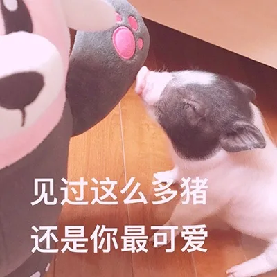 一组可爱的猪猪