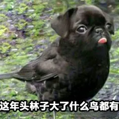 这年头林子大了什么鸟都有