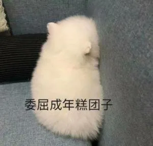 委屈成年糕团子(猫猫表情包)（委屈成年糕团子(猫猫表情包)）