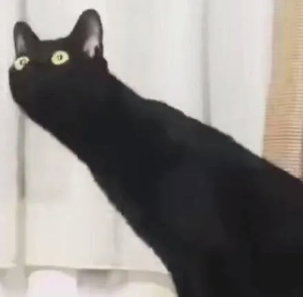 长脖子黑猫情头