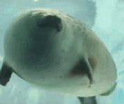 （魔性海豹动态表情包_gif）
